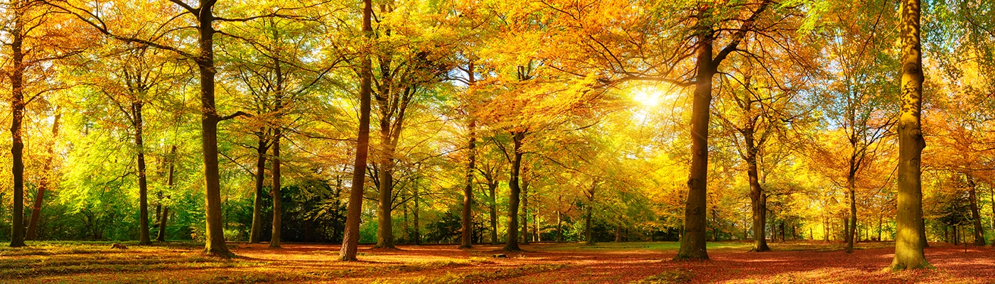 gold autumn forest DKM 1400x400 1