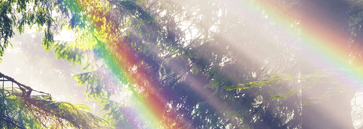 rainbow light filtering forest CKR 1400x500 1