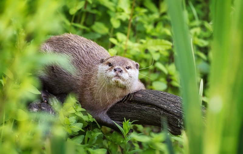 the dreaming otter: origin story