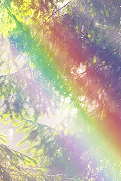 rainbow forest light 400x600 1