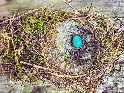 blue egg nest 400x300 1