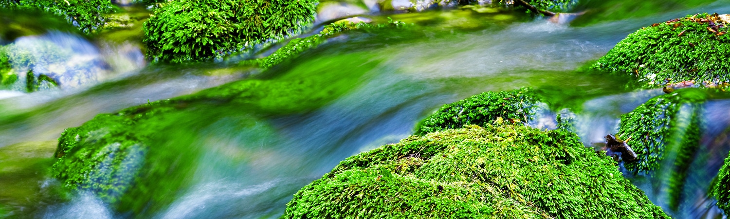 for tender hearts: stop drinking poison