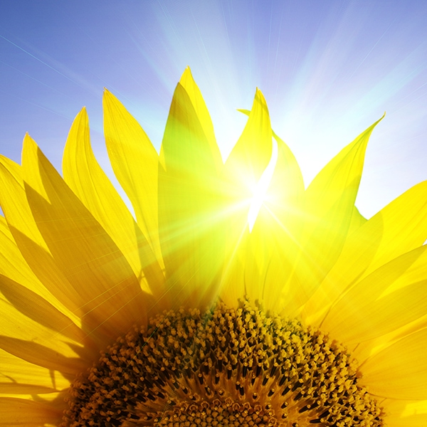 sunflower sunlight 600x600 blue sky