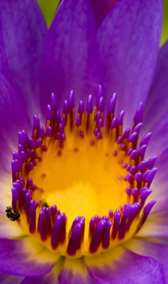 purple flower bee 553tall