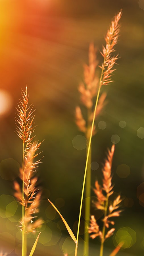 wheat at sunrise 507x900 1
