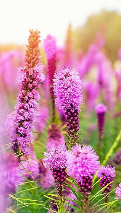 bushy pink flowers 400x700 1