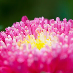 closeup pink flower 300x300 1