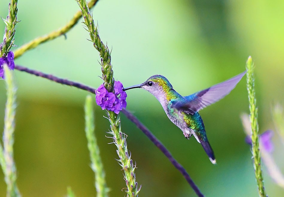 hummingbird and nectar 72dpi