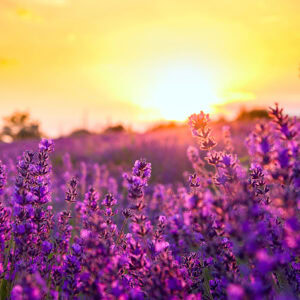 lavender sunrise square 72dpi