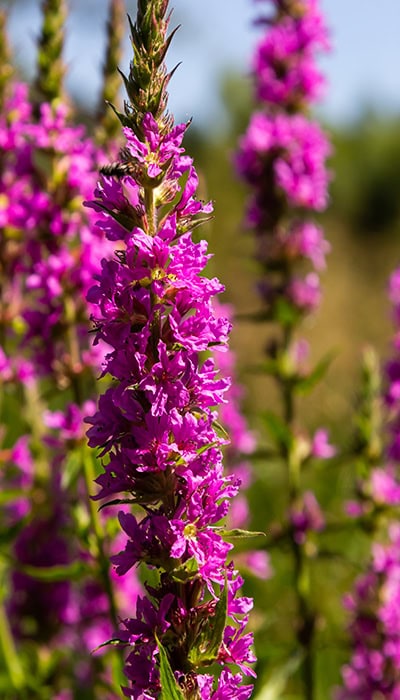 pink flowers 700x400 1