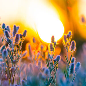 wildflowers closeup with radiant sun 500x500 1