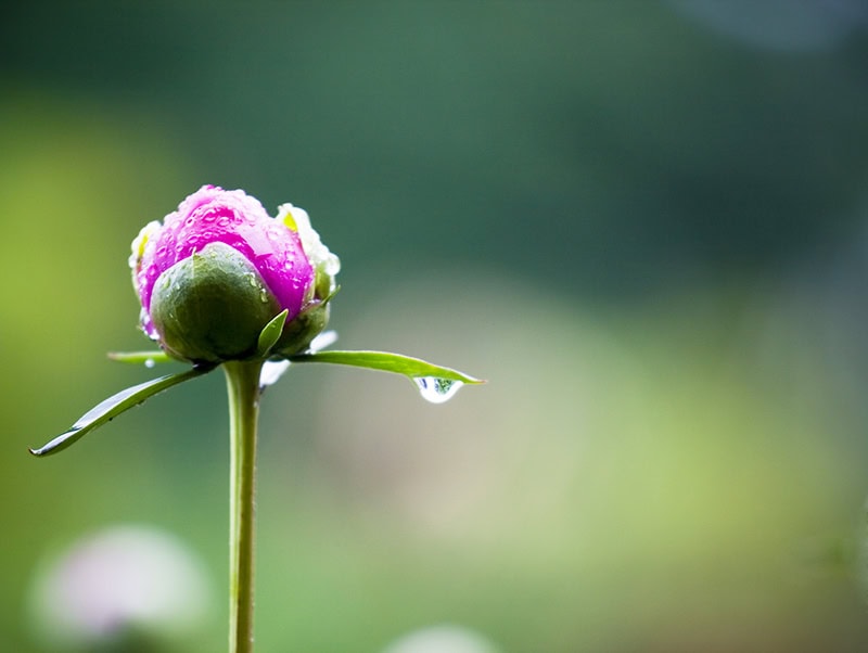 bright magenta buddling flower waterdrop 72dpi