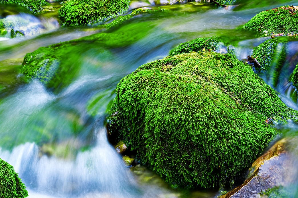 flowing water over mossy rock 72dpi