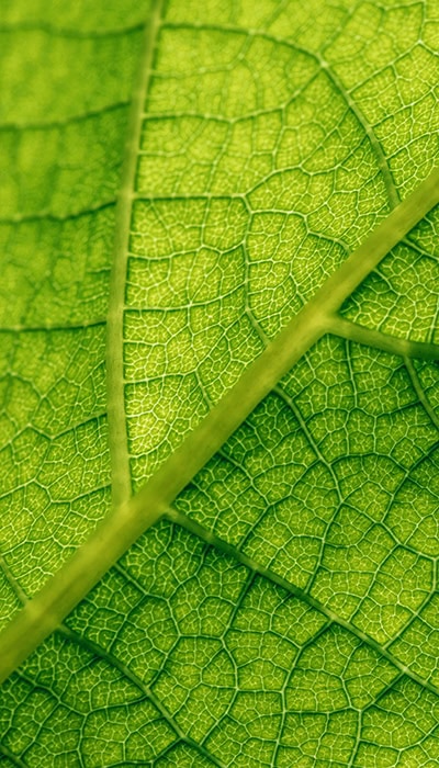 green leaf closeup 72dpi 700x400 1