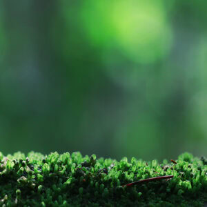 green mossy macro