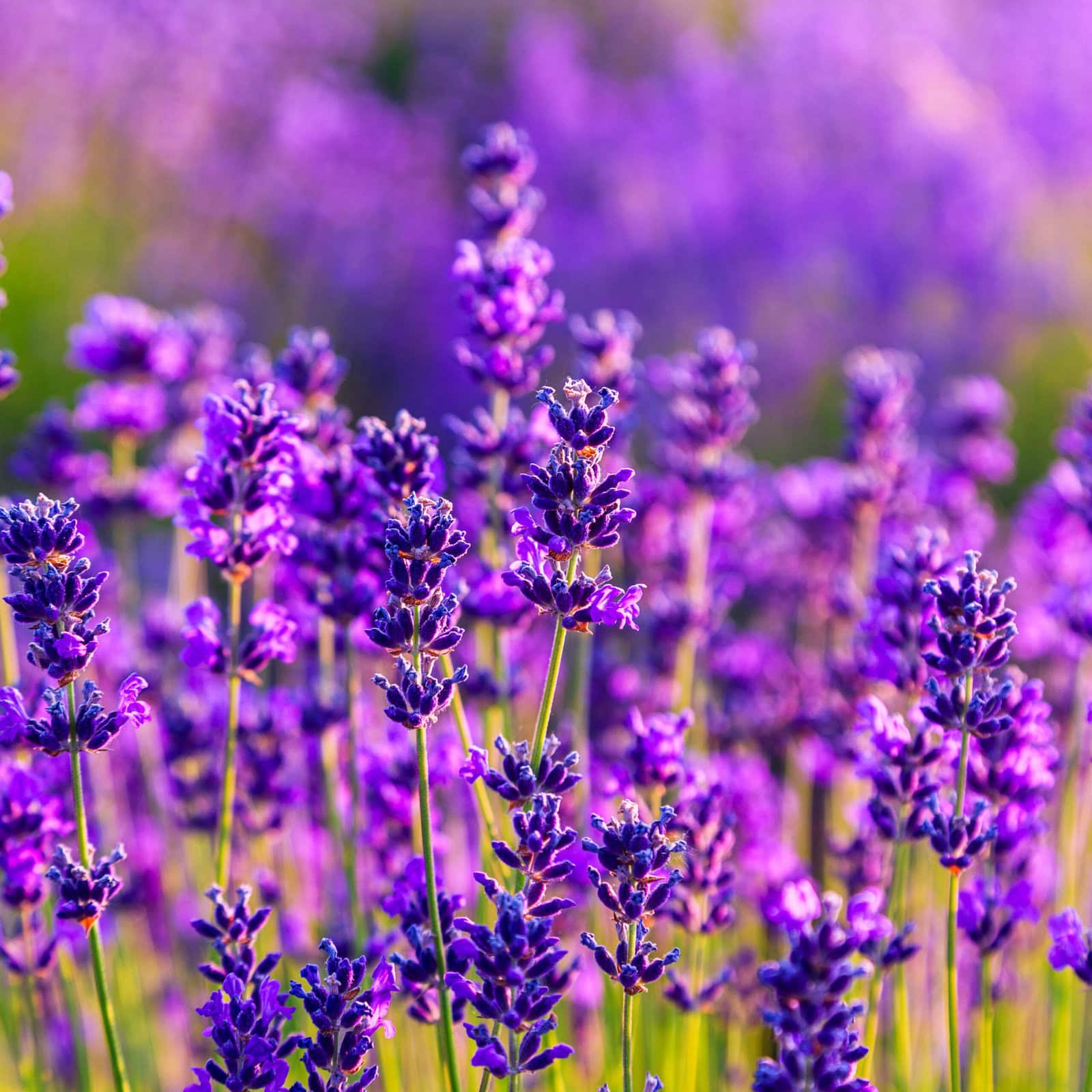 lavender 500x500 2 scaled