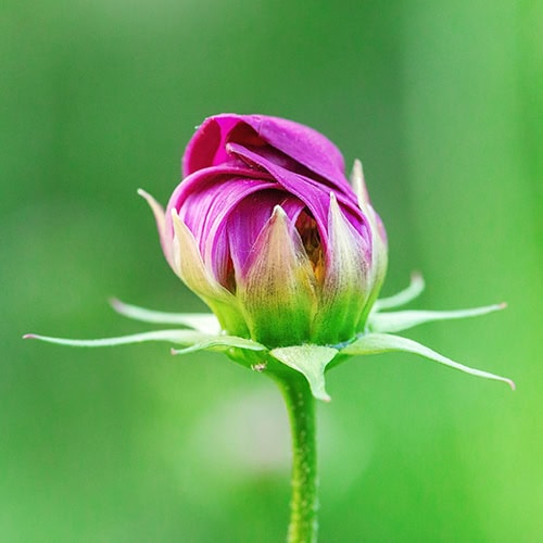 magenta flower bud 500x500 1