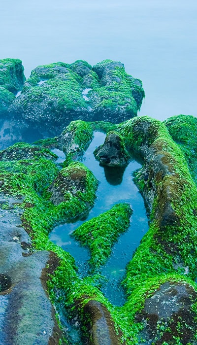 misty green tidepool 72dpi 700x400 1