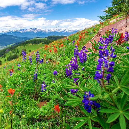 mountain wildflowers 500x500 1