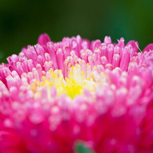 pink flower closeup 500x500 1