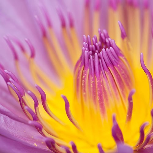 purple flower 500x500 1