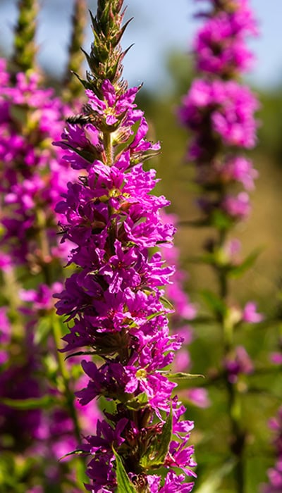 purple wildflowers tall