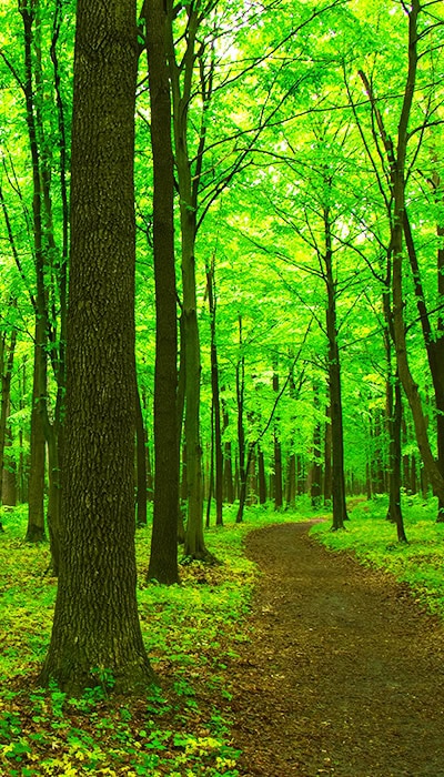 spring green forest 72dpi 700x400 1