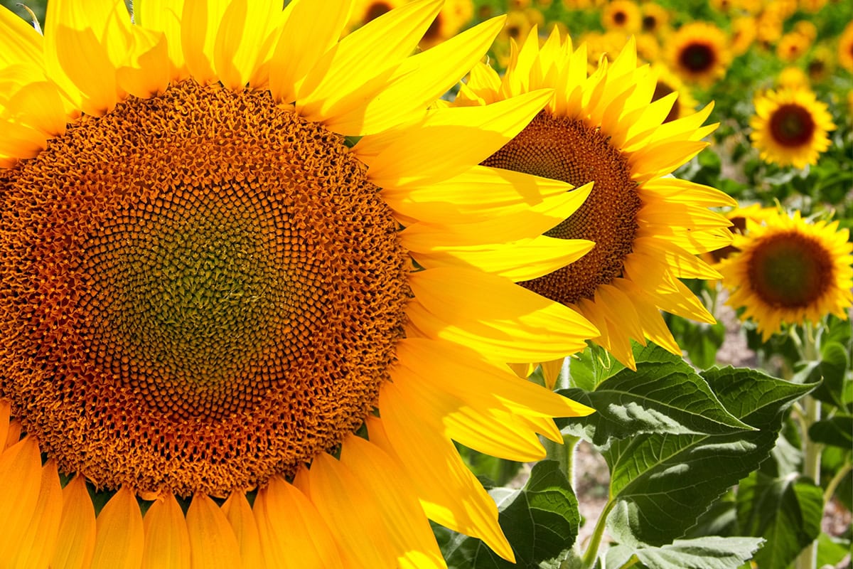 sunflower closeup