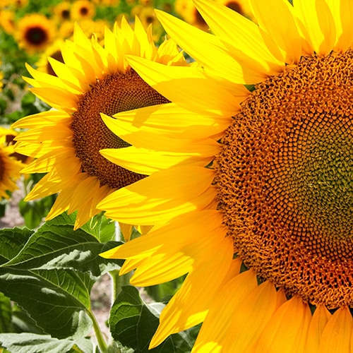 sunflower closeup 500x500 1