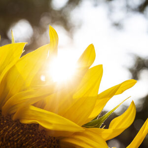 sunflower closeup petals light