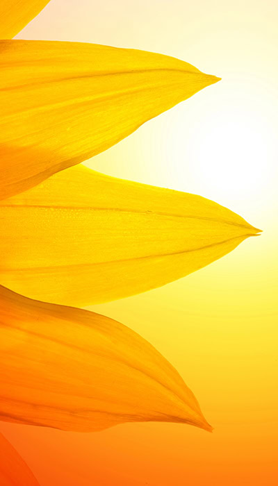 sunflower petals closeup