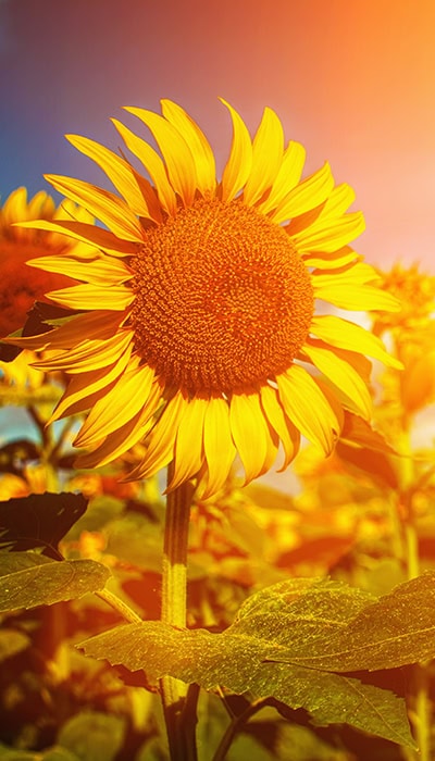 sunflower sunrise glow