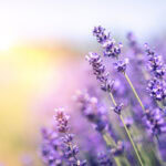 lavender 300x300 1