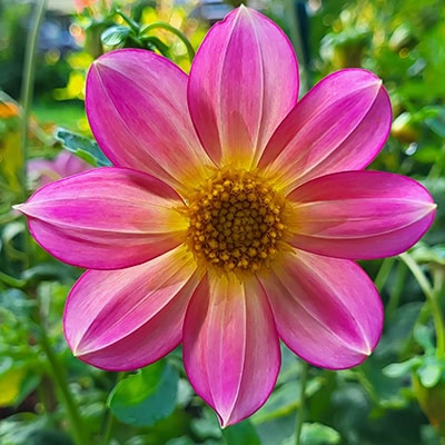 pink and yellow flower