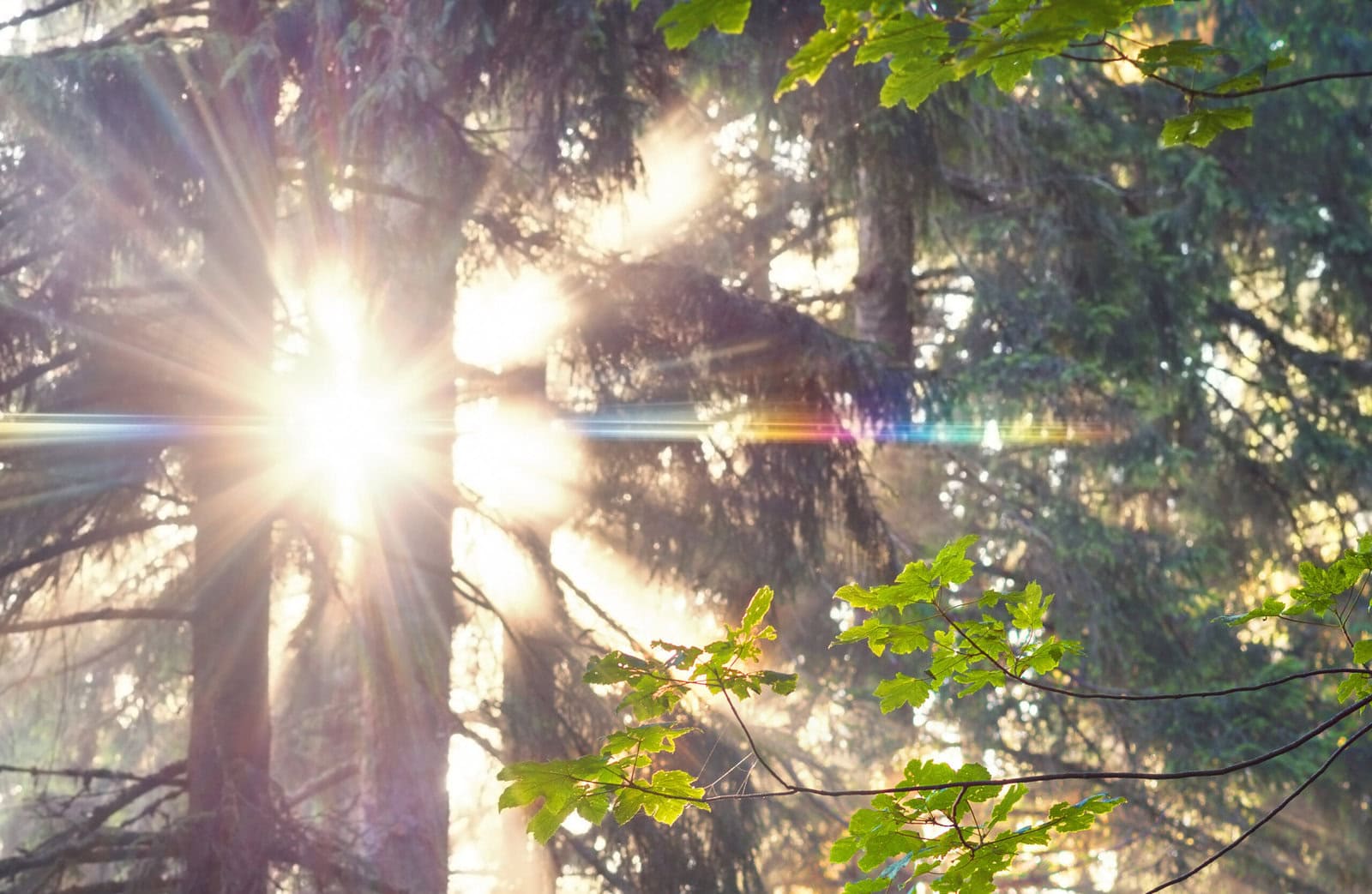 vibrant reiki rainbow scaled