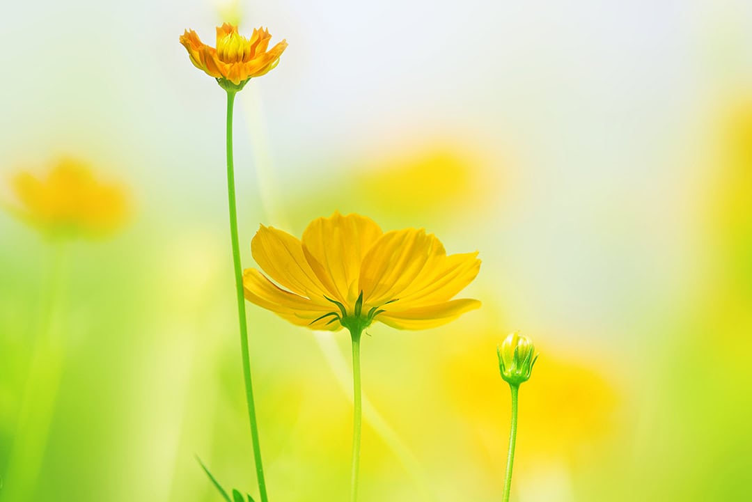 yellow springtime flowers 72dpi