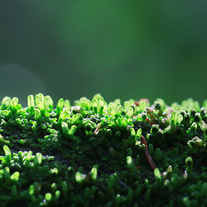 green mossy square