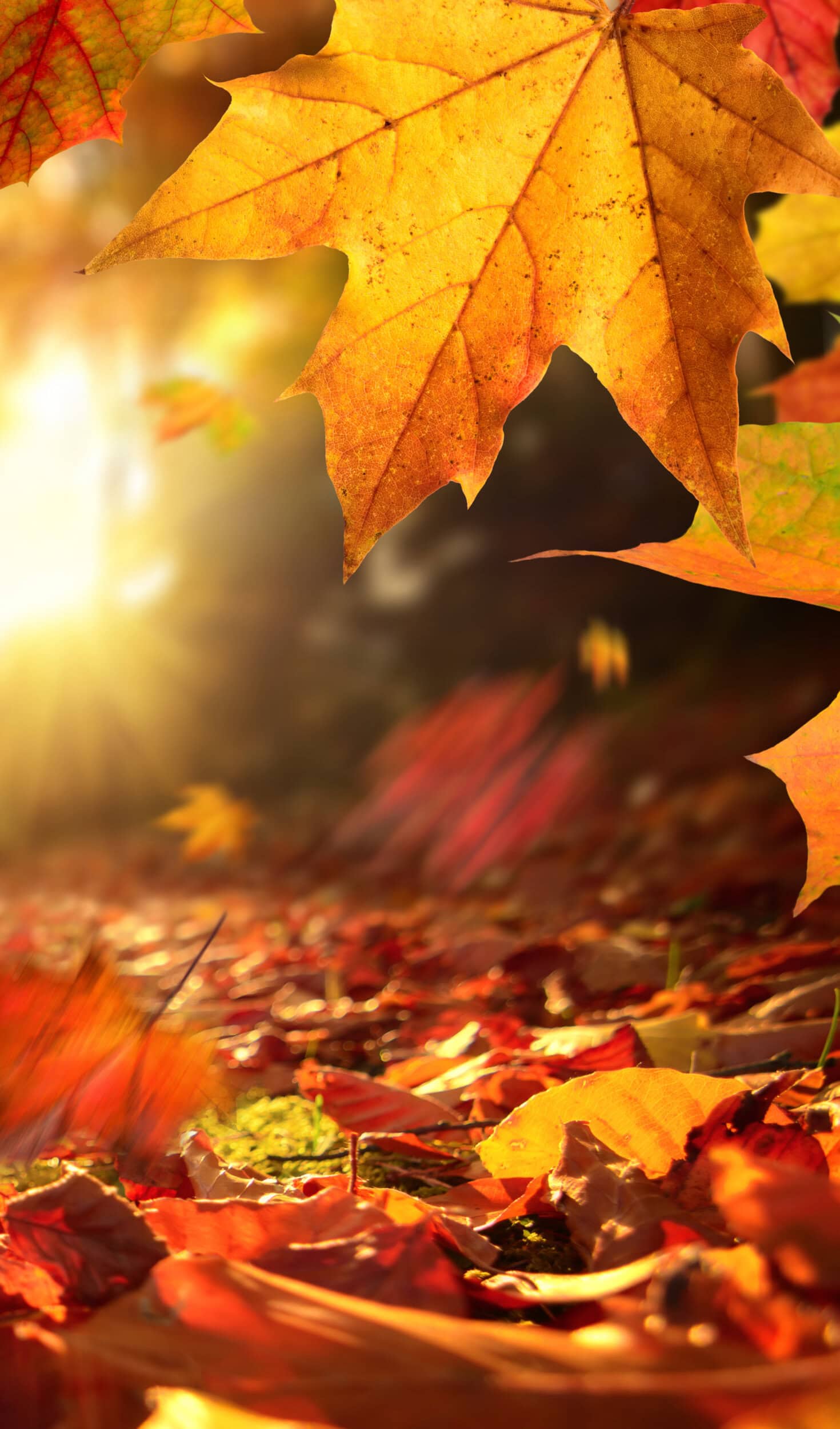 leaves scaled